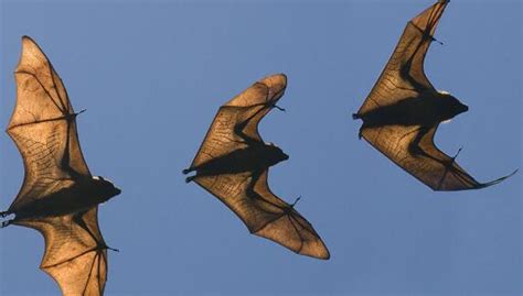 蝙蝠怎麼飛進家裡 招惹好看嗎